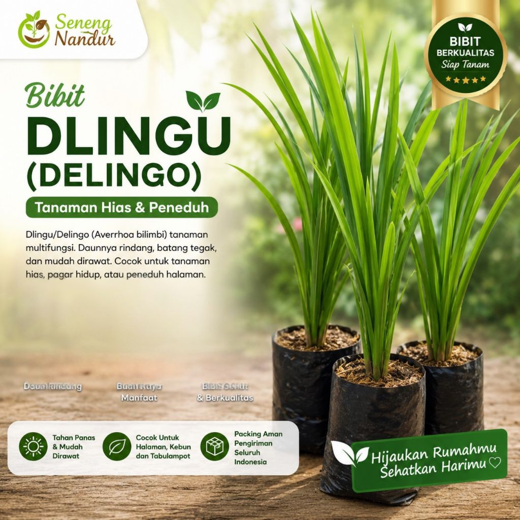 bibit tanaman dlingo siap tanam bibit dlingo bibit dlingo bengle bibit dlingo merah