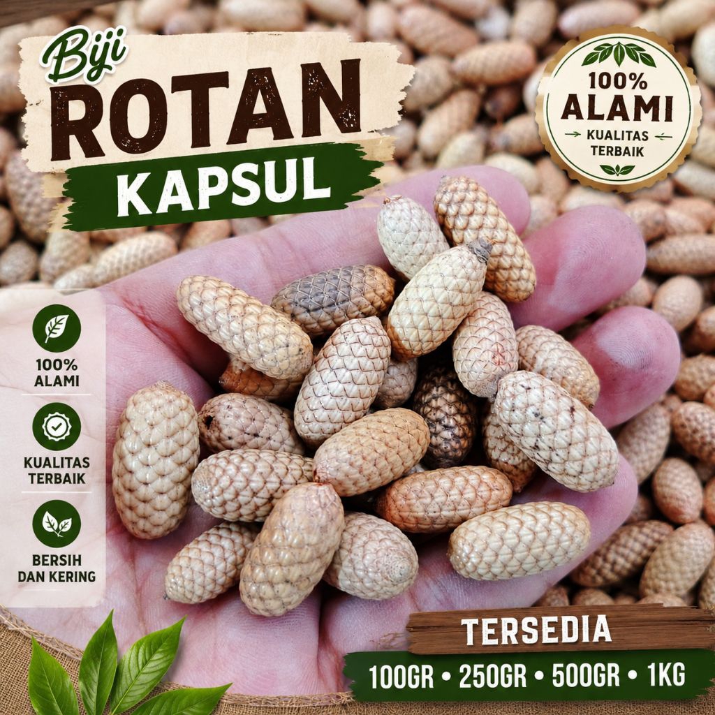 Biji Rotan kapsul ecer - biji rotan lonjong - biji rotan kapsul kering - bahan kerajinan - Biji Rota