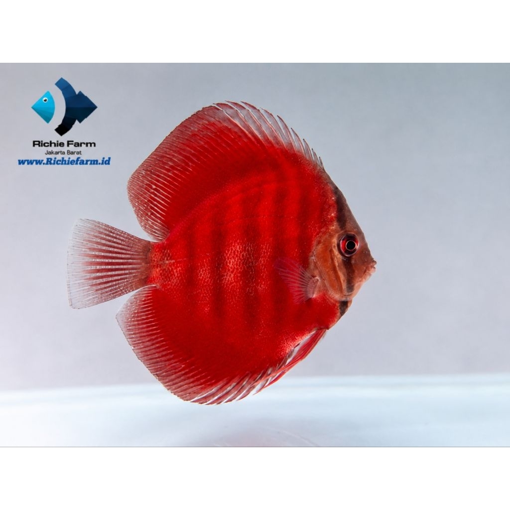 Ikan Discus Sun Merah 3 inch