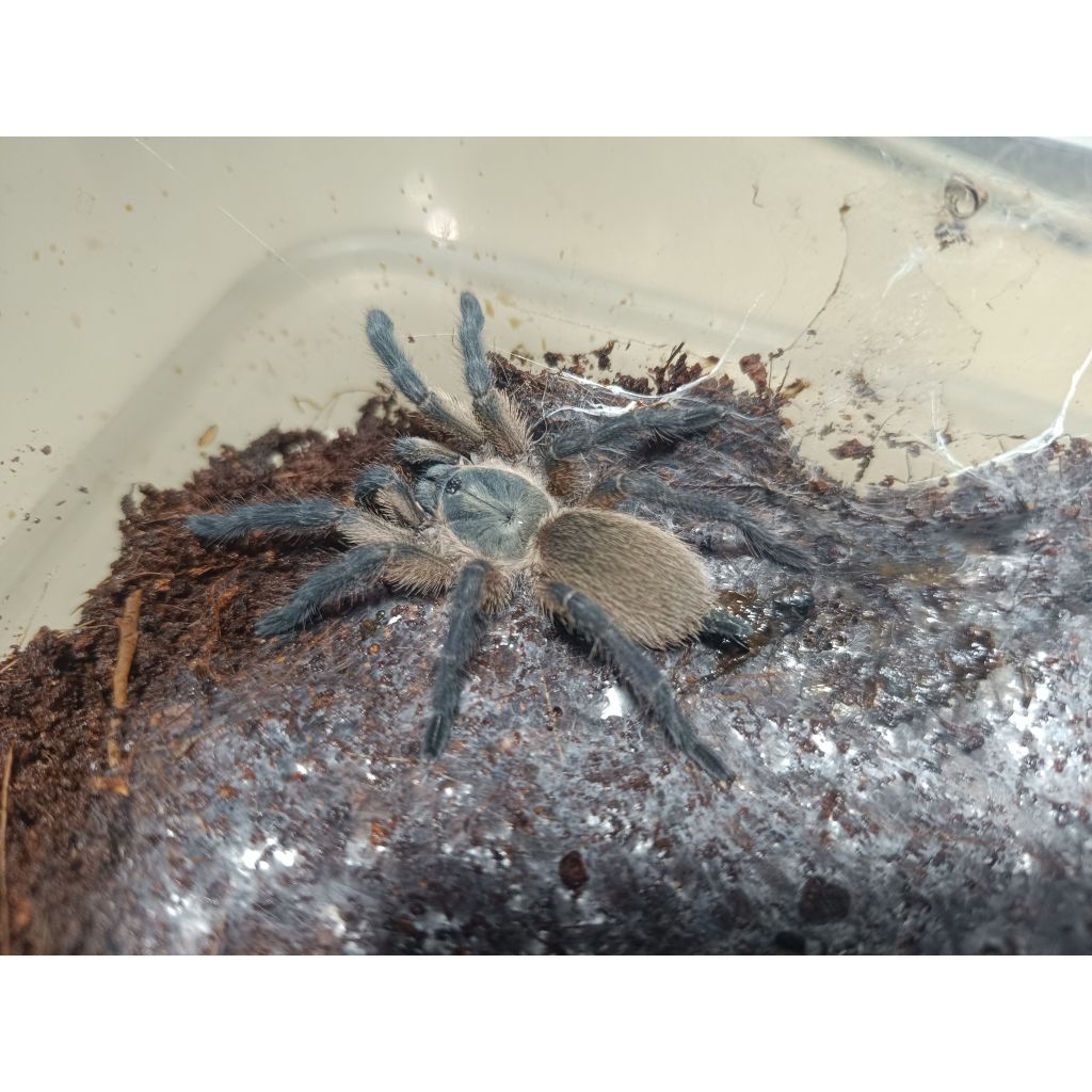 Mainan Tarantula M Balfouri Socotra Blue Baboon by ZEI