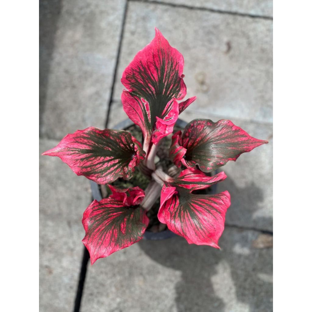 caladium red kujang