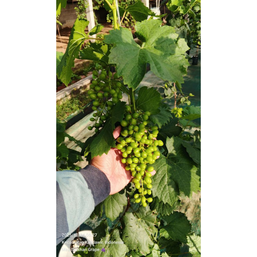 AB MIX MAS SULKHAN 2,5 LITER / AB MIX ANGGUR / AB MIX JAMBU / AB MIX SAYUR /AB MIX BUNGA /AB MIX ALP