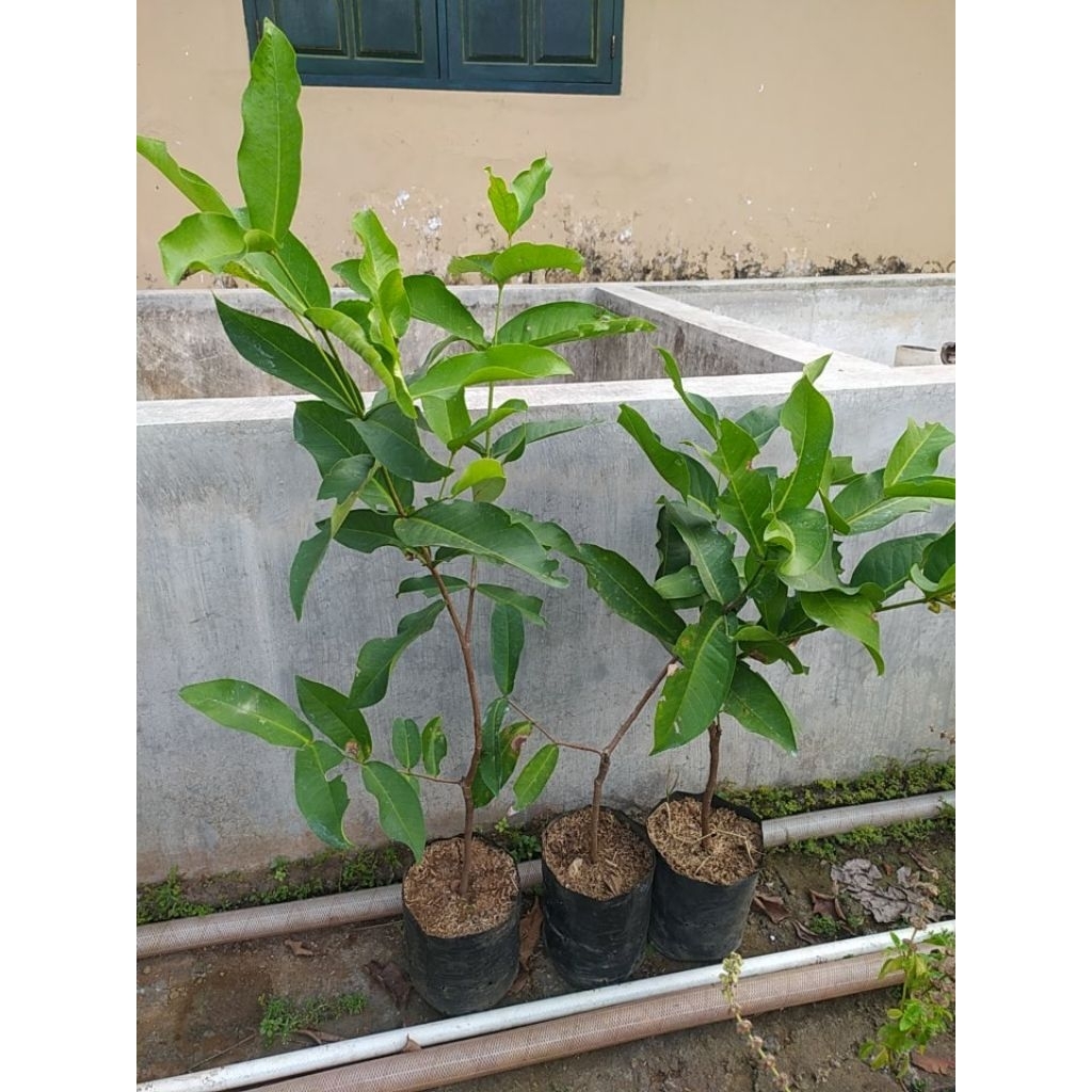 bibit okulasi jambu air kiojok