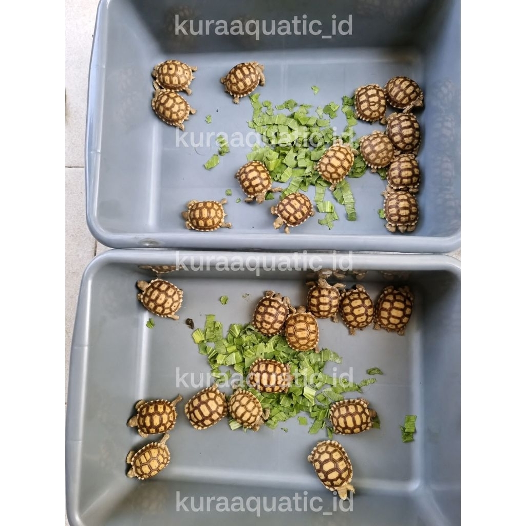 MAINAN SULCATA BABY
