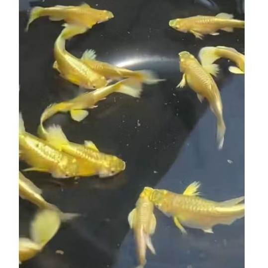 Guppy full gold