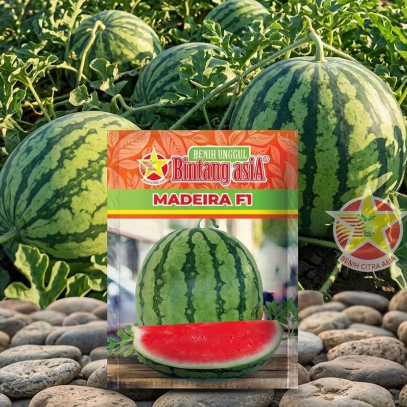Benih Semangka MADEIRA F1 Kemasan 20 gr Bintang Asia