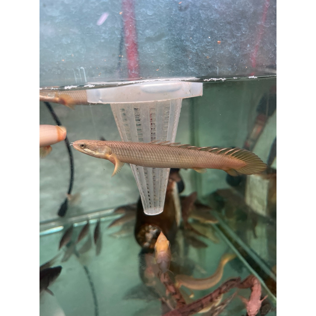 Palmas senegalus 8sampai 9cm