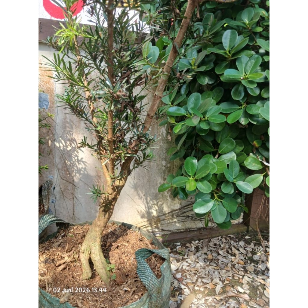 Bahan lohansung mikro daun biru rimbun sesuai foto
