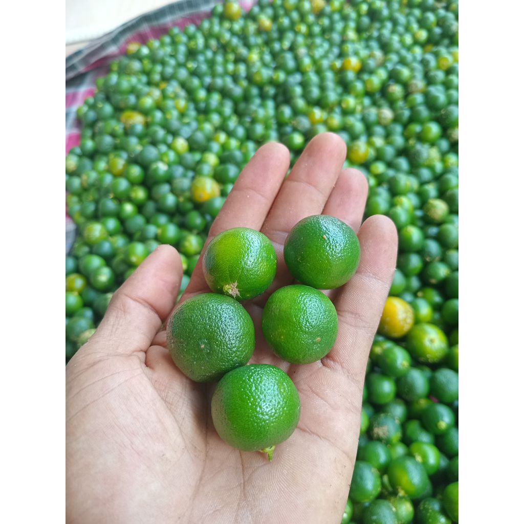 1.kg Jeruk Sonkit Jeruk Kasturi Jeruk Kunci segar