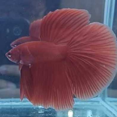 Ikan Cupang Halfmoon Super Red HM Jantan Dewasa Siap Breed Pair