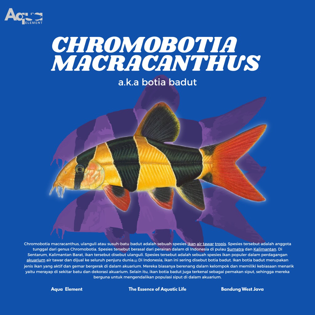 Chromobotia Macracanthus | Botia Badut