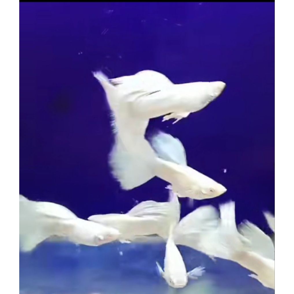 Guppy AFP (Albino Full Platinum)