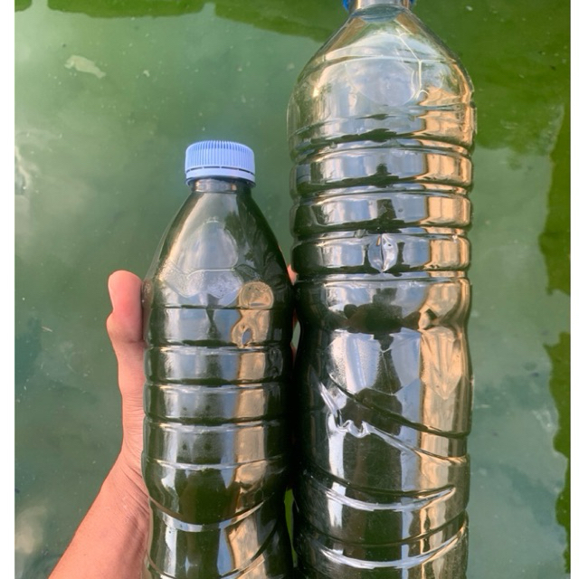 Chlorella / Phytoplankton / Green Water Chlorella