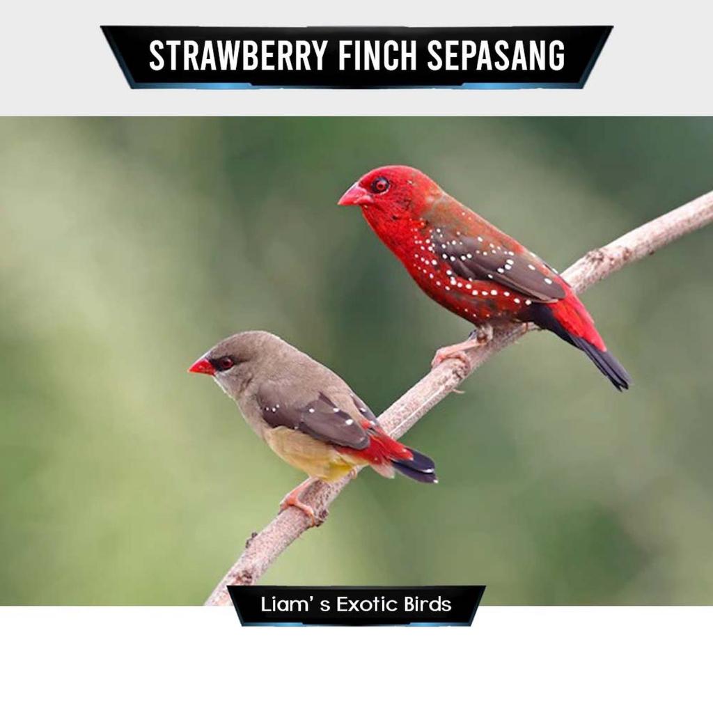 Burung Strawberry finch Pilihan Sehat Mulus Sepasang