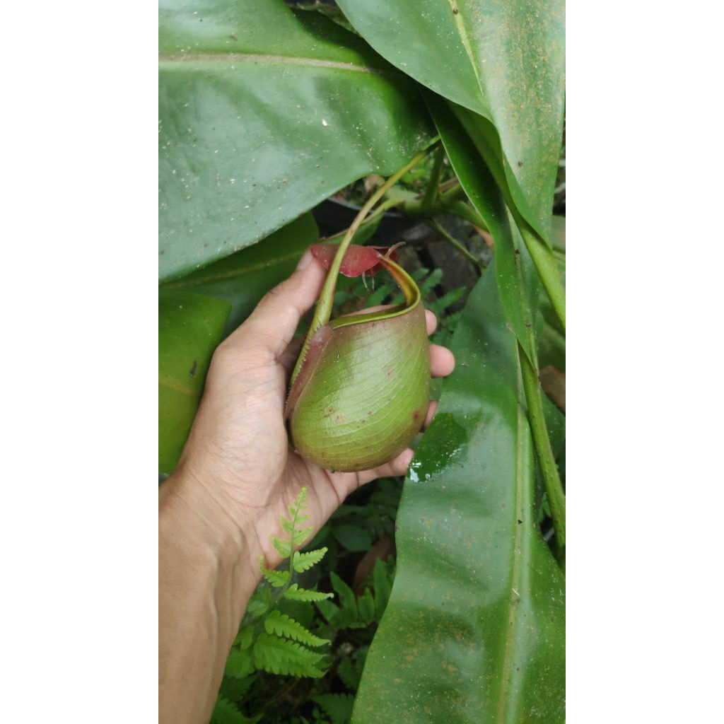 Nepenthes Bicalcarata Indukan (UKURAN JUMBO)