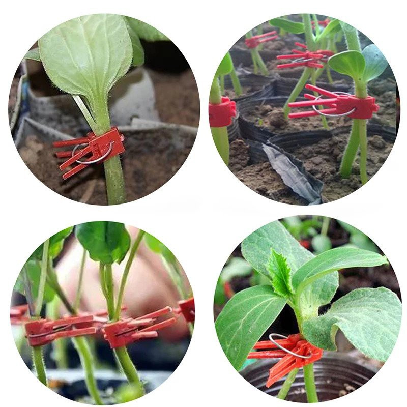 Penjepit merah klip okulasi Grafting Klip Merah Grafting Clip