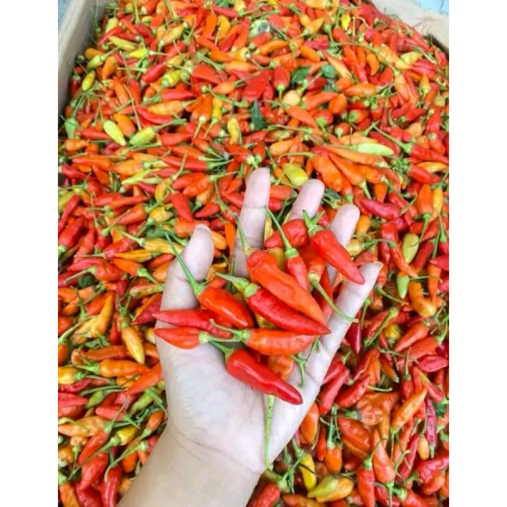 Cabe Rawit Merah Segar 100gr - Pedas, Segar, dan Berkualitascabai rawit 1 kg, cabai rawit merah 1 kg