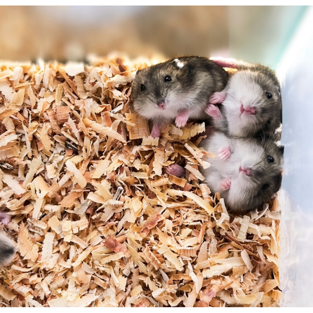 Hamster Winter White Tiger