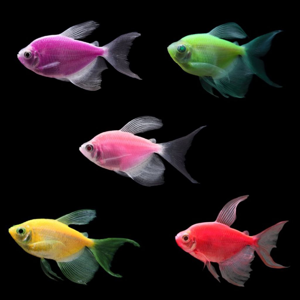 Hiasan Aquarium 4ekor GlowFish Tetra Warna Warni