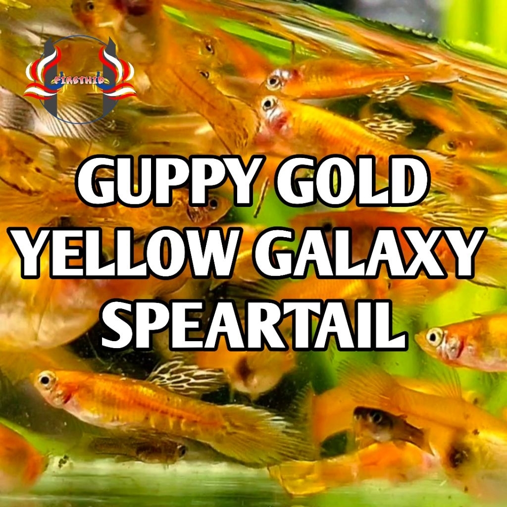 (1 P) GUPPY Gold Yellow Galaxy Speartail aksesoris akuarium penghias ruangan terbaru