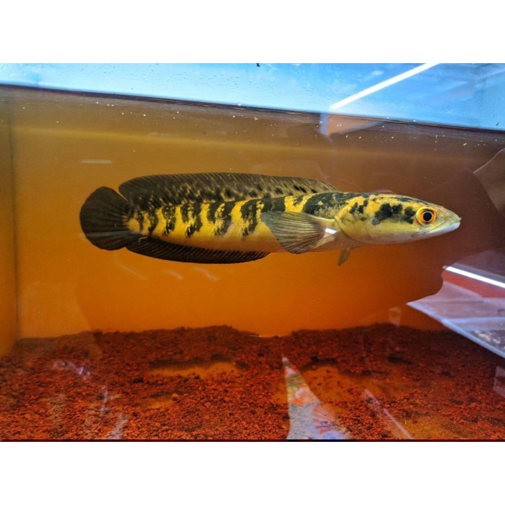 Ikan Chana Maru Yellow Sentarum Ukuran 15-17cm&7-8Cm dengan Garansi 100%
