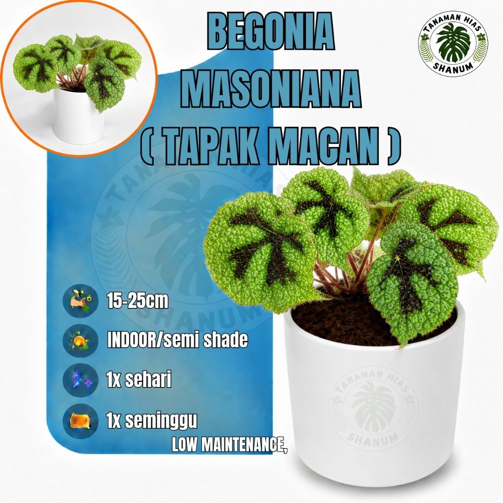 Begonia masoniana/ begonia tapak macan / begonia iron cross / tanaman hias begonia / tanaman hias be