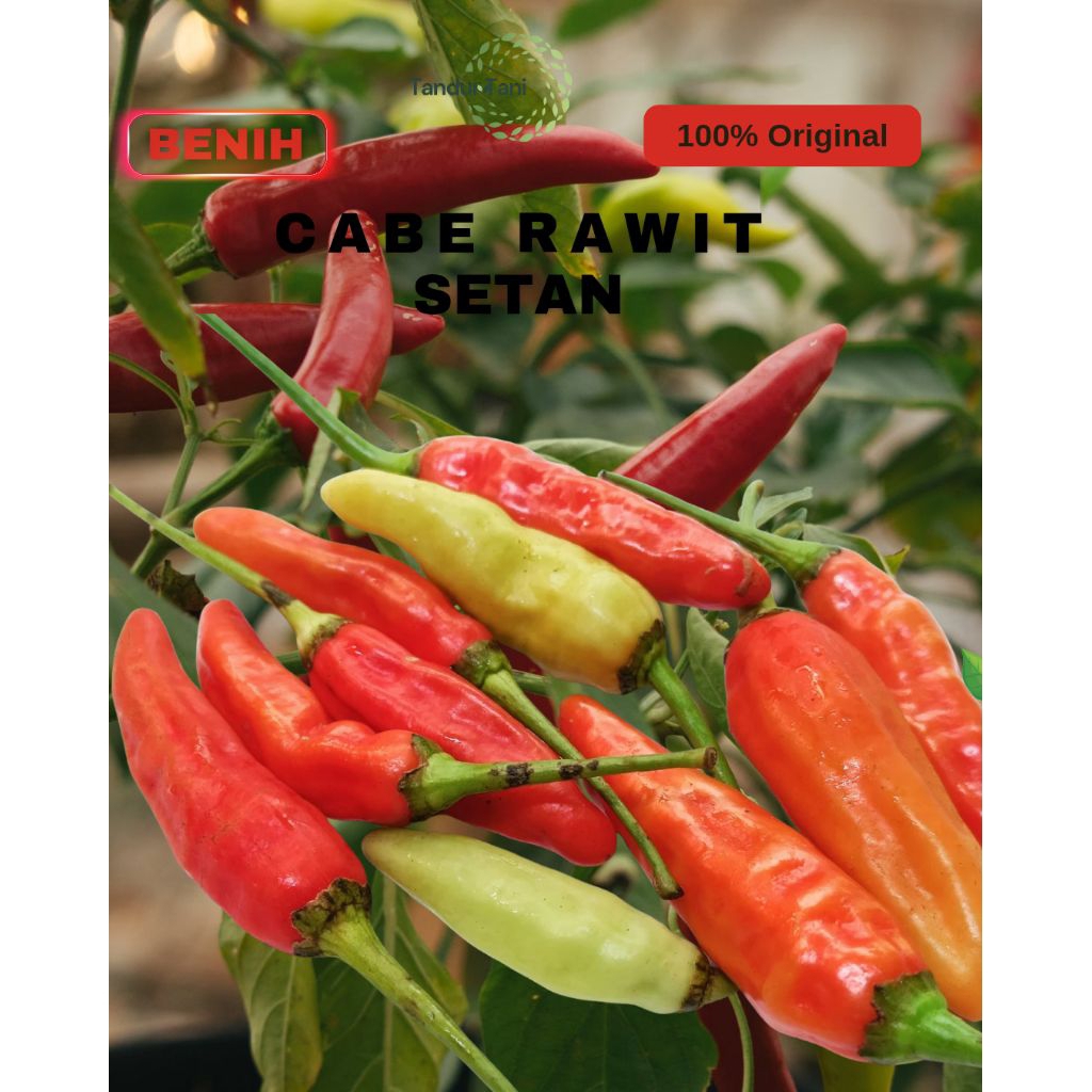 Benih 500 butir Benih bibit cabe rawit setan |Benih cabe rawit setan unggul