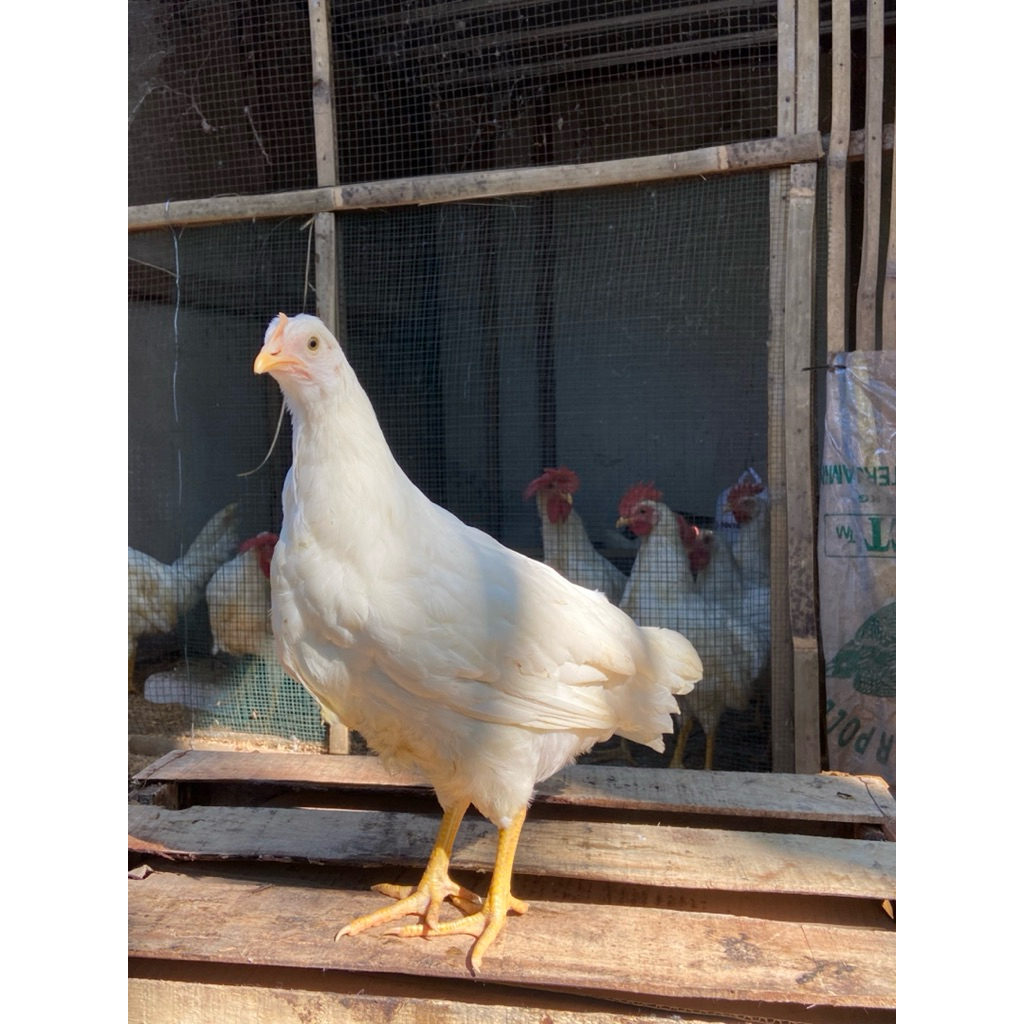 PULLET WHITE LEGHORN