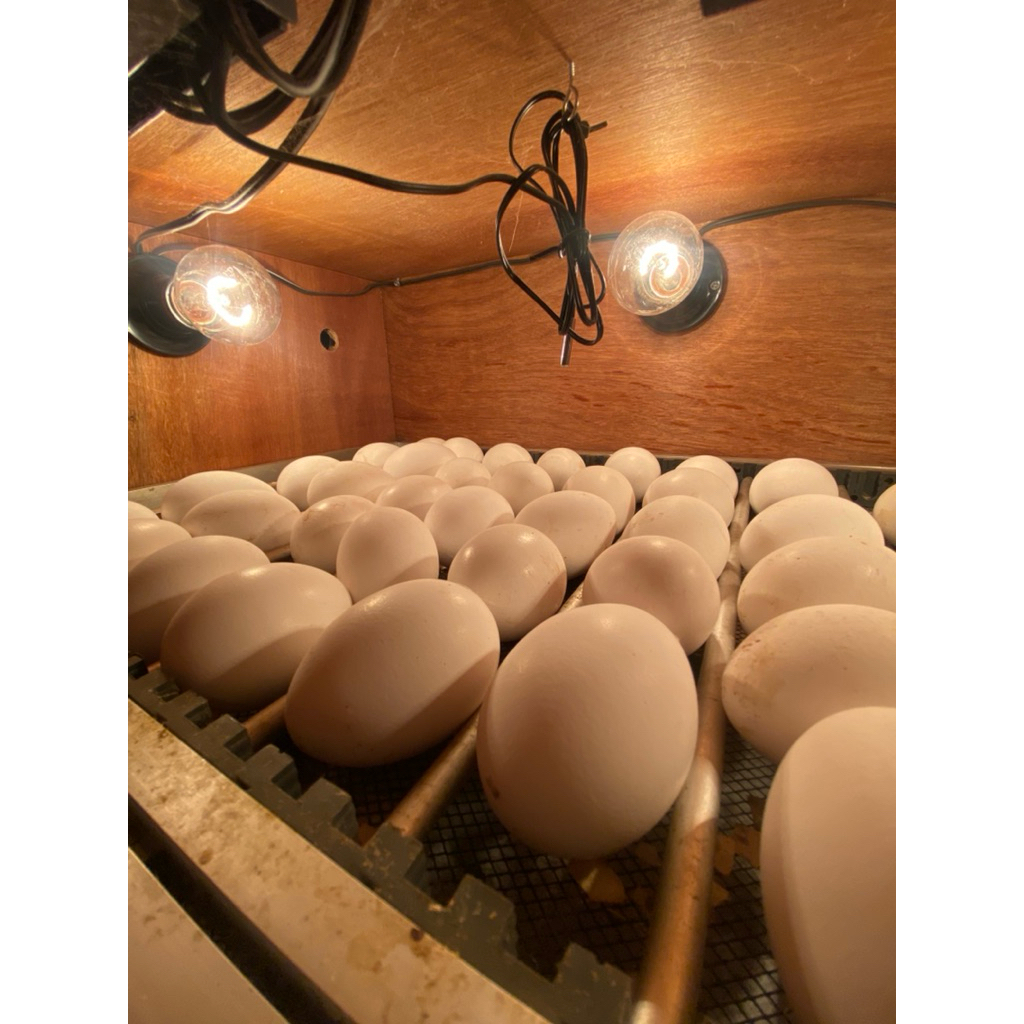 TELUR FERTIL WHITE LEGHORN