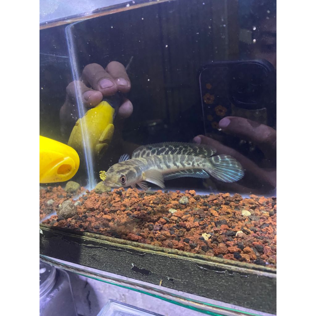 chana maru ys size 16-20cm kualitas cabung