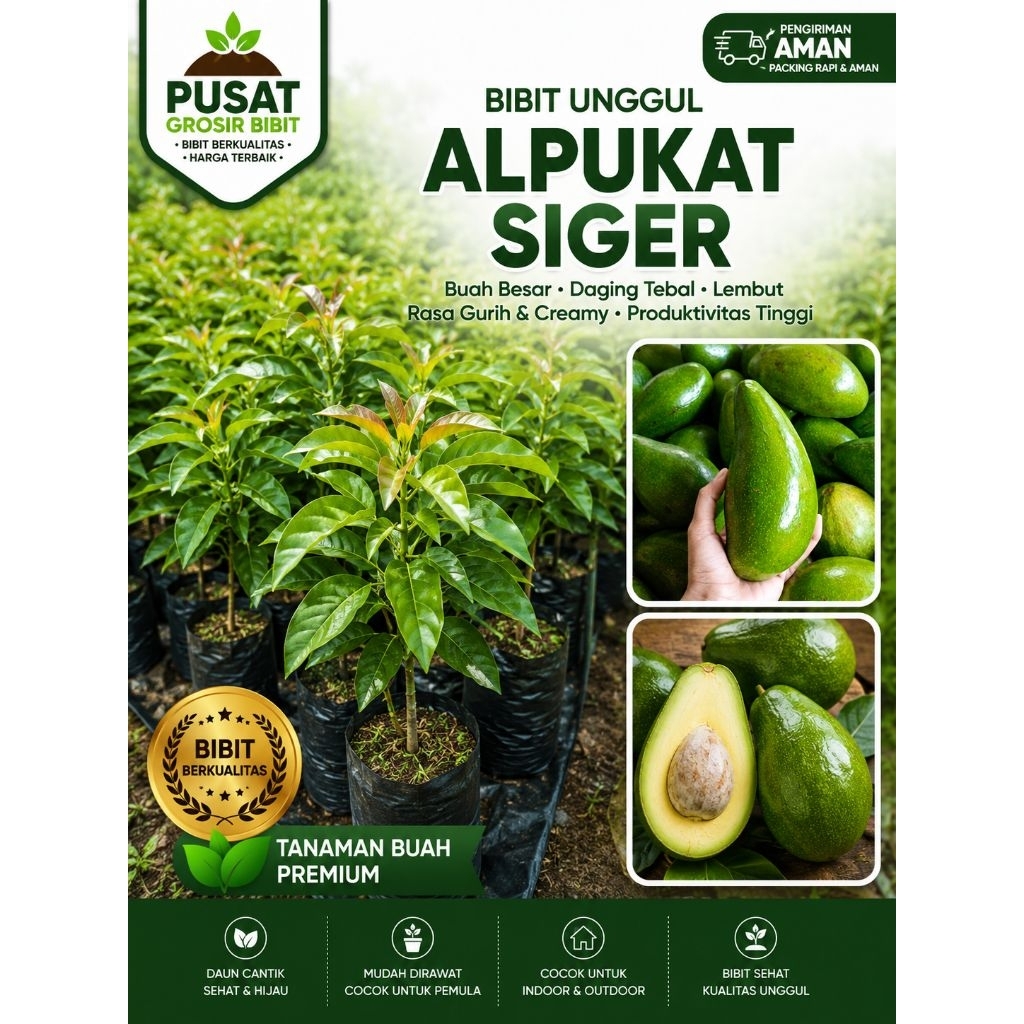 BIBIT ALPUKAT SIGER
