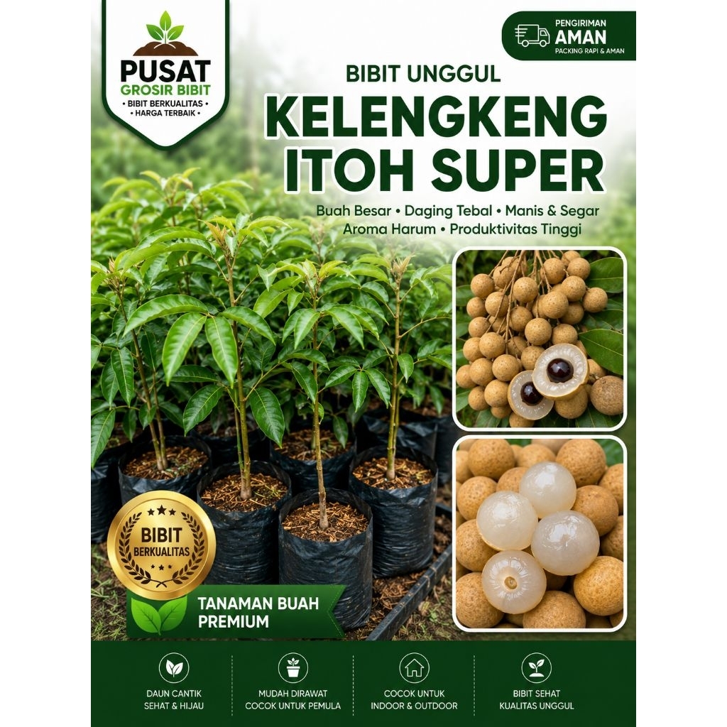 BIBIT KELENGKENG ITOH SUPER