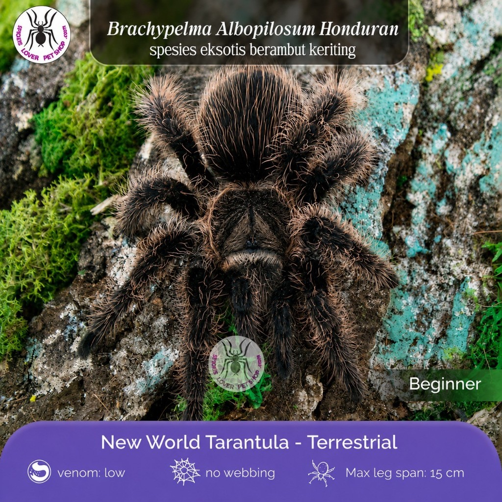 TARANTULA BRACHYPELMA ALBOPILOSUM HONDURAN - SLING
