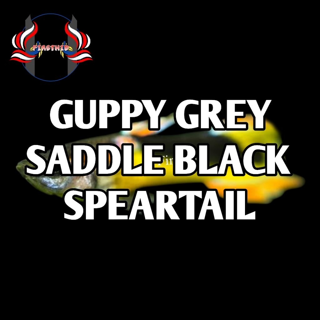 (1 P) Aksesoris Akuarium GUPPY Saddle Black Yellow Speartail penghias kolam aquascape terbaru