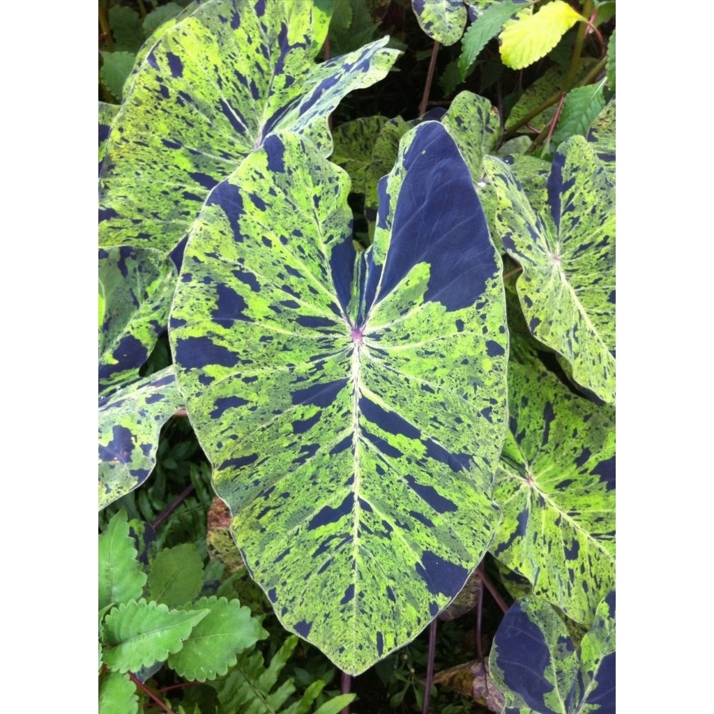 colocasia mojito