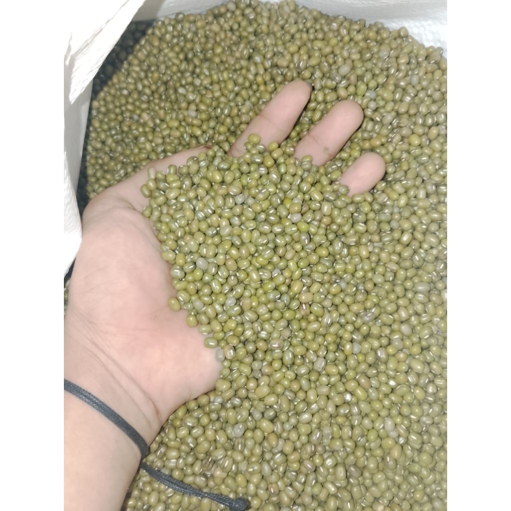 Kacang Hijau Super