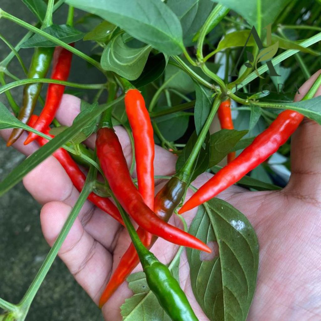 Benih Cabe Rawit Merah - Pohon Cabe Rawit Merah