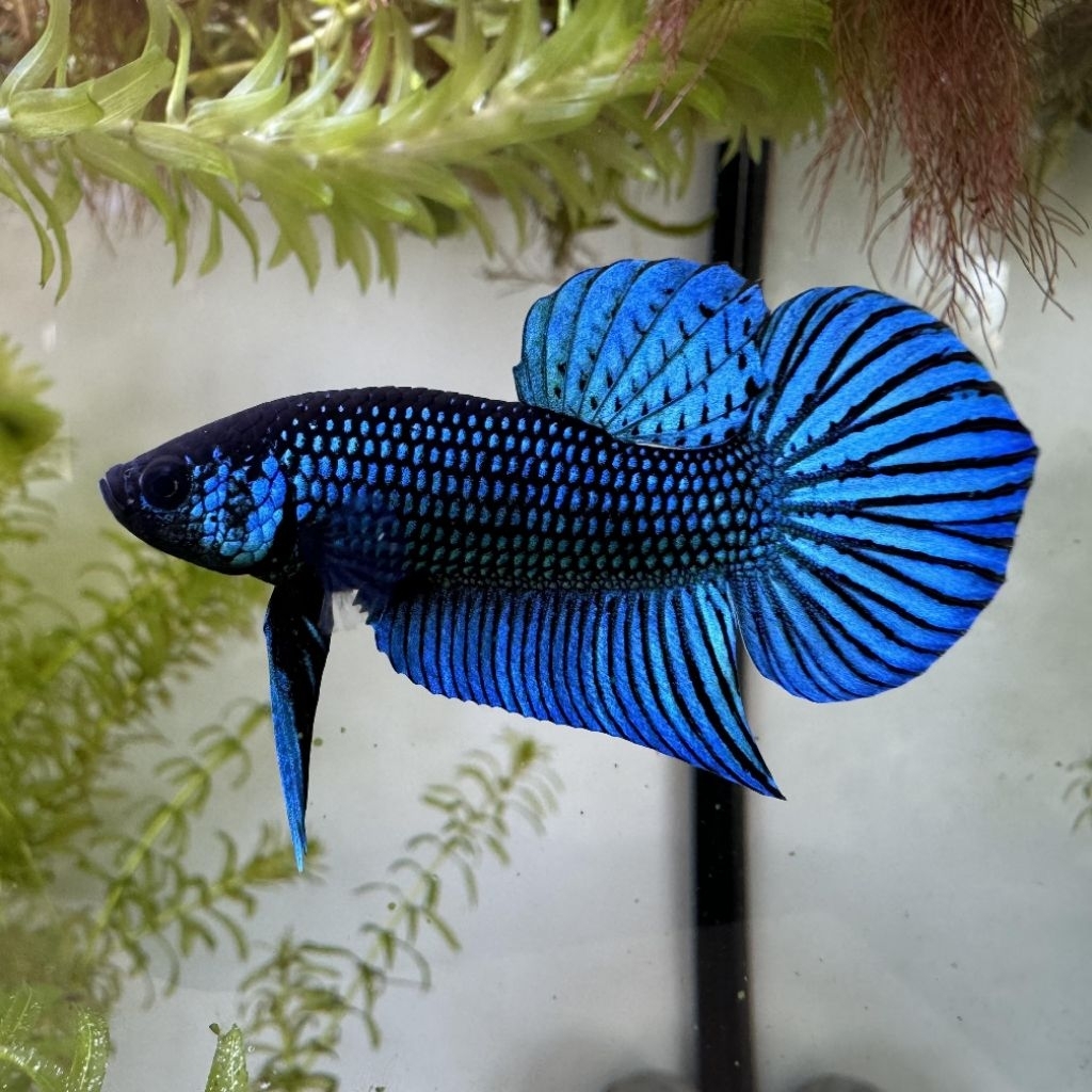 WILD BETTA ALIEN HYBRID | Ikan Cupang Hias Premium | Corak Unik | Sehat Aktif Siap Kirim