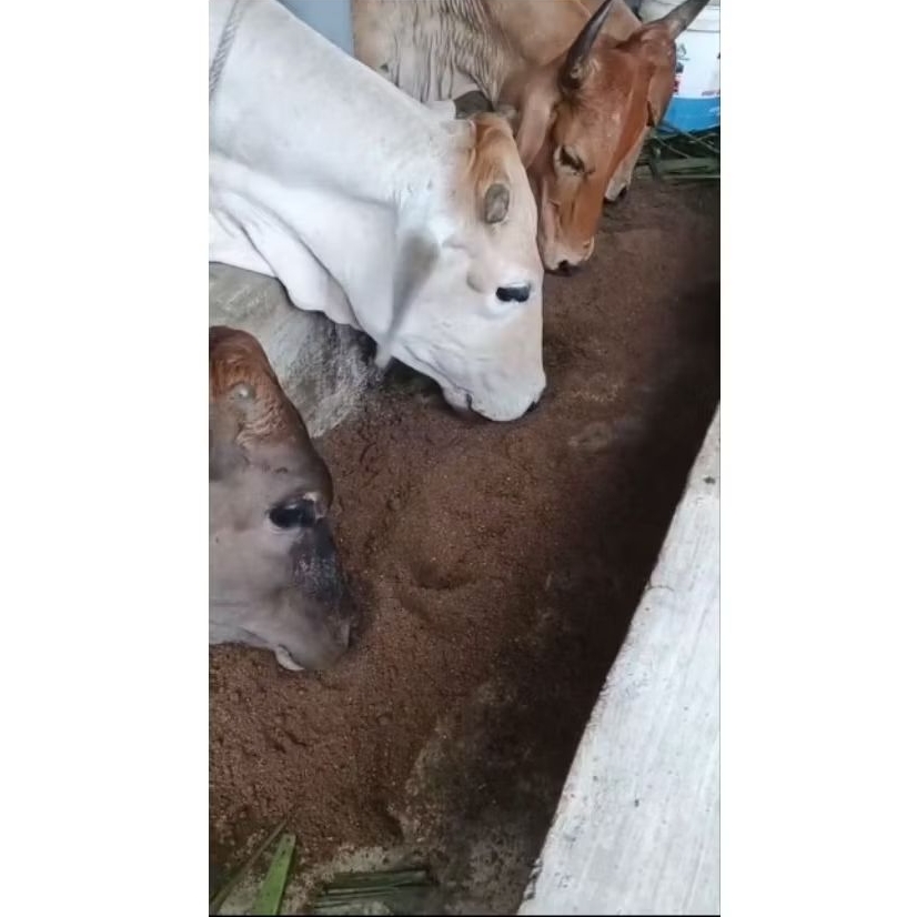 Konsentrat Sapi Penguat Nafsu Makan ,Pakan Sapi Hemat Protein Tinggi ,Pakan Sapi Penggemukan