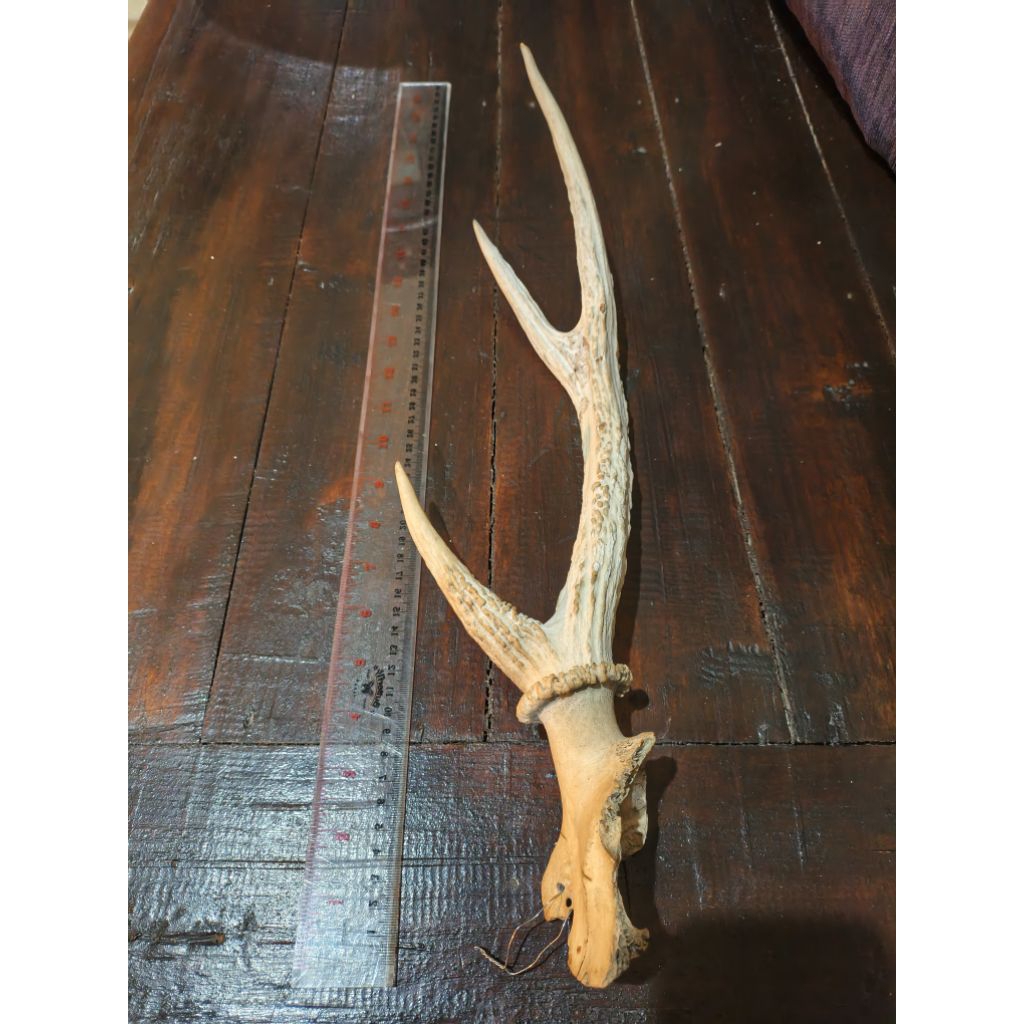 Pajangan Barang antik, Tanduk rusa asli antique