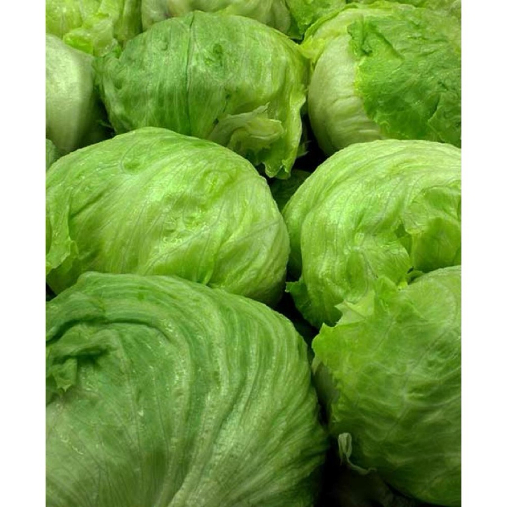 SAYUR LETUCE HEAD ISI 1KG