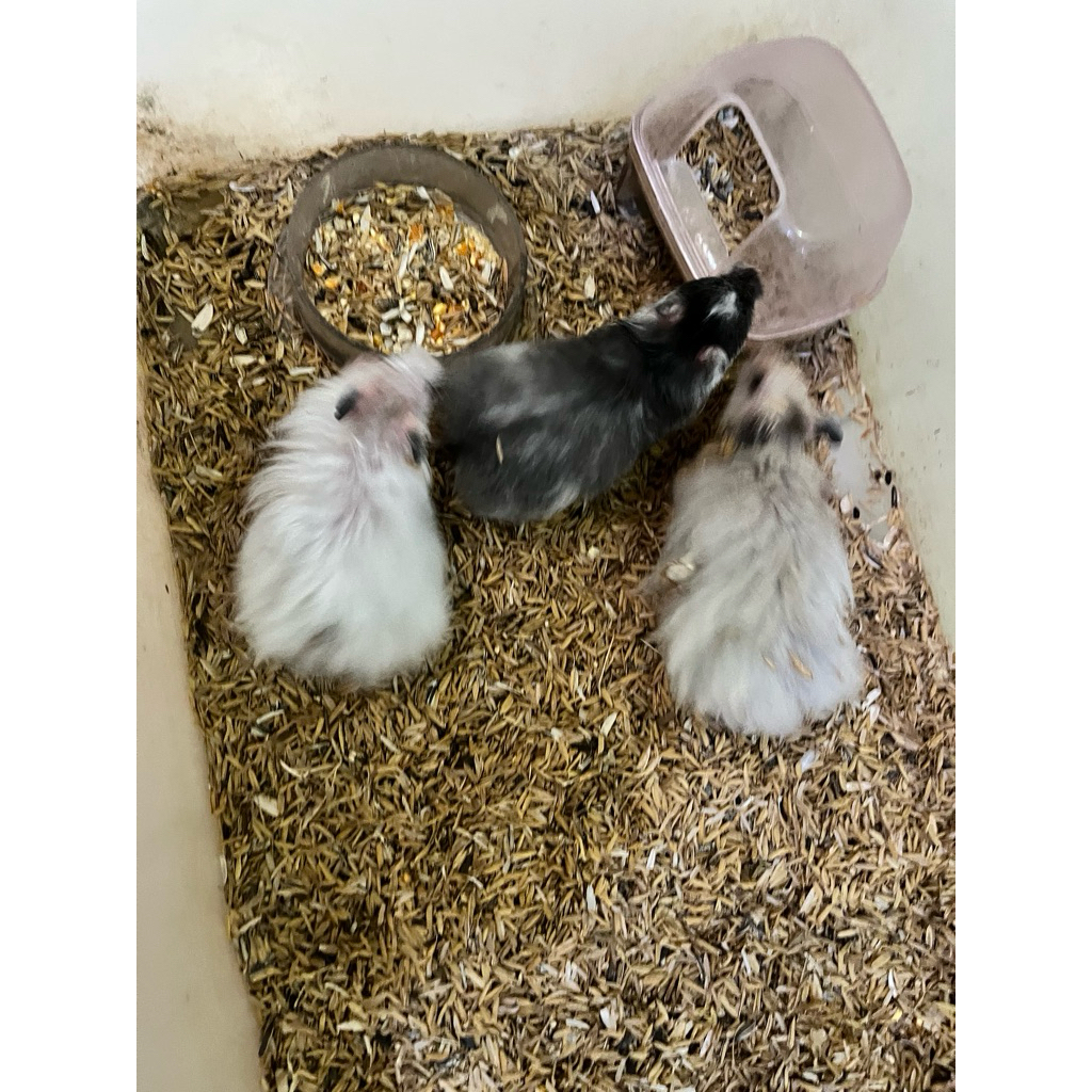 Hamster syrian long hair lucu