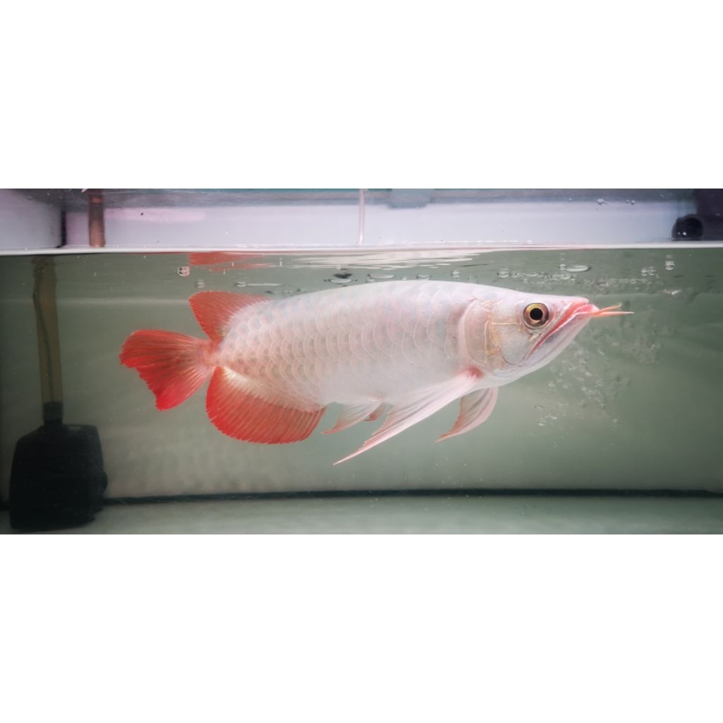 super red 30cm