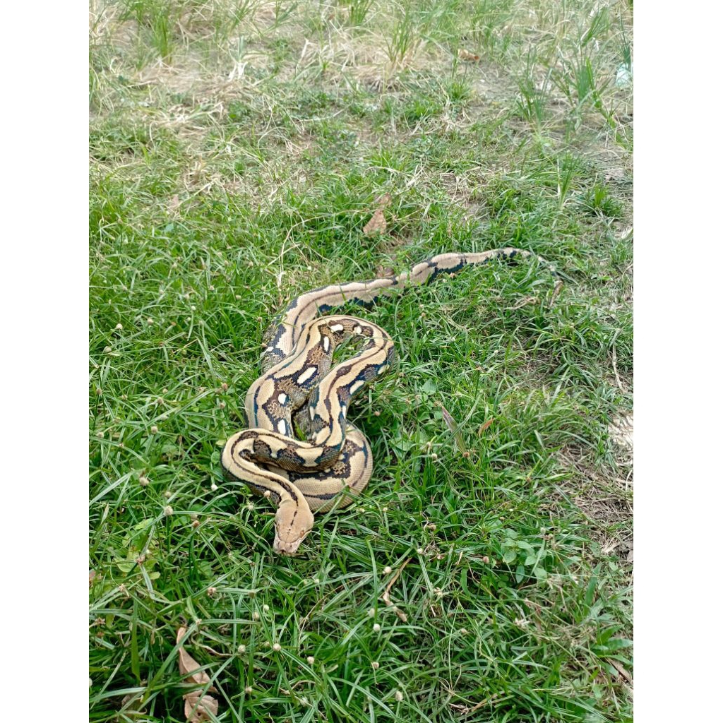 retic tiger classic