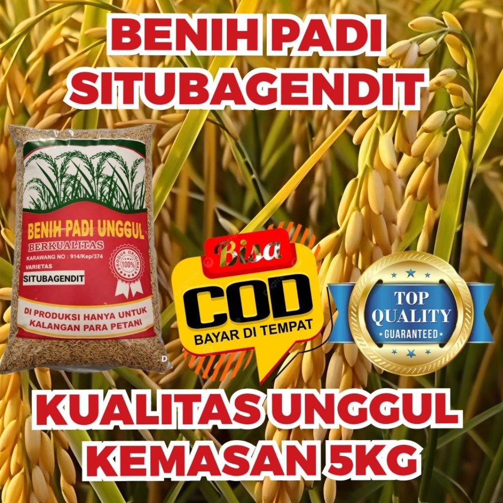 BENIH PADI SITU BAGENDIT KUALITAS UNGGUL KEMASAN 5 KG