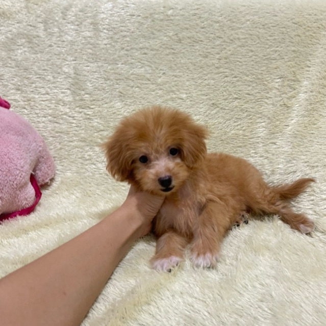 Link pupy maltipo disini