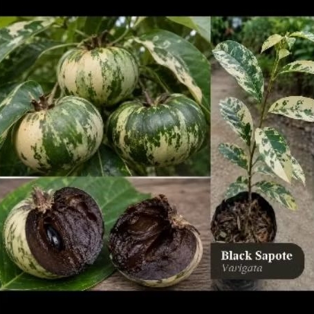Indukan Bibit Tanaman Buah Black Sapote Varigata ( Sawo Hitam Varigata)