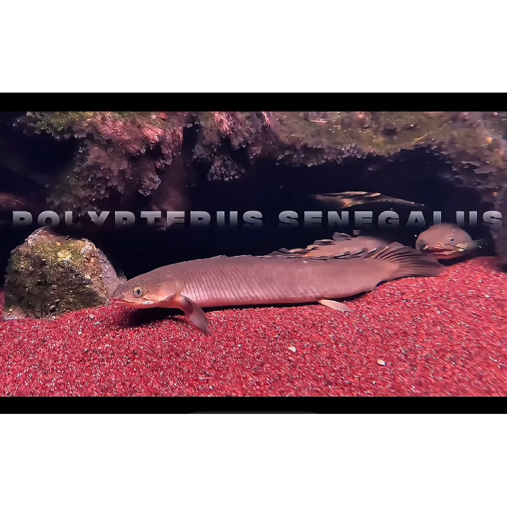 palmas senegalus size 16-20cm