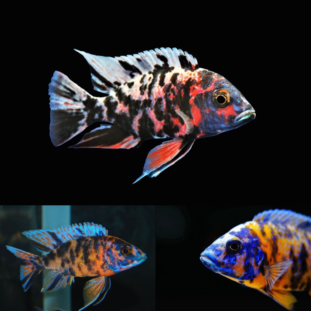 OB Peacock Cichlid