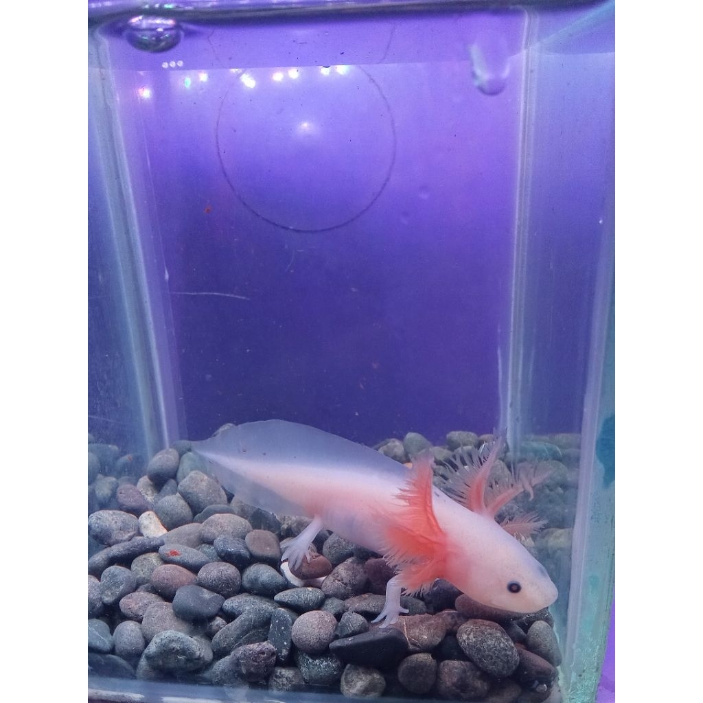 Axolotl alvarian 7-8.cm